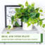 Faux plantes d'intérieur avec pots