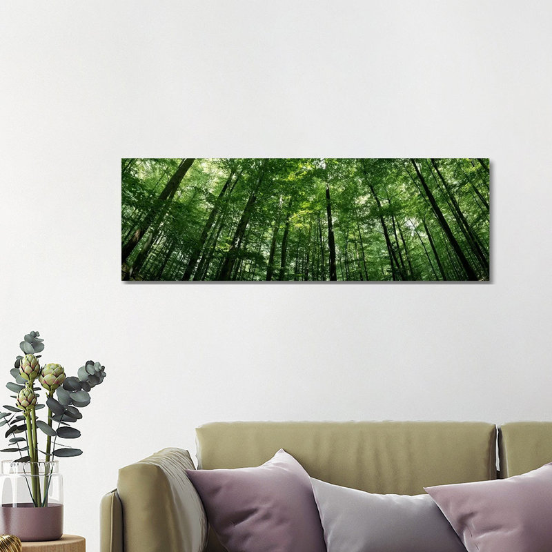 Low Angle View Of Beech Trees, Baden-Wurttemberg, Germany #2 - Wrapped Canvas Panoramic Print