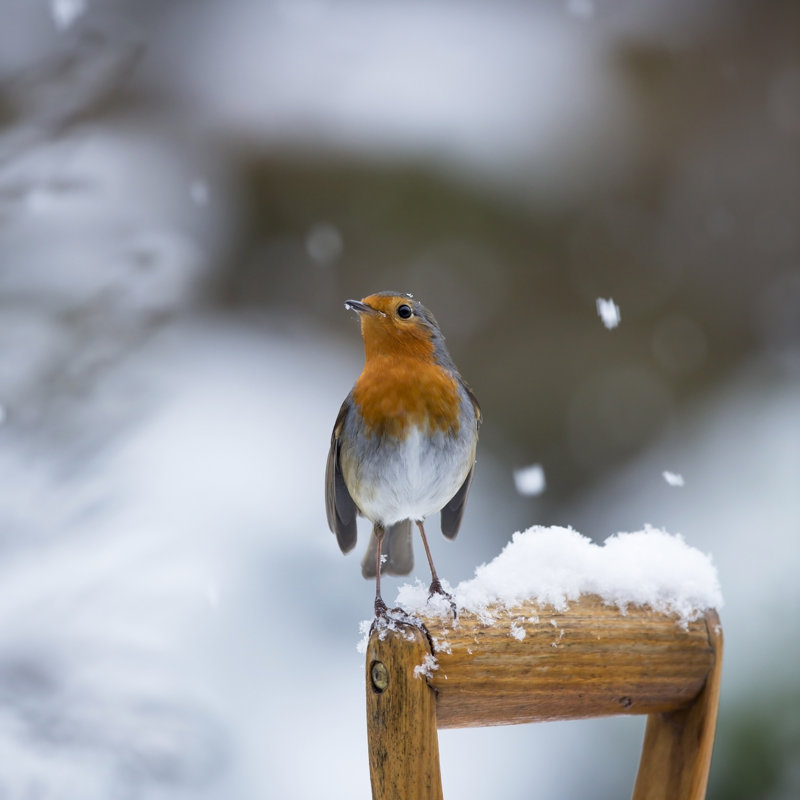 Robin by Andrew_Howe - Wrapped Canvas Print, 81cm H x 122cm W x 3.8cm D
