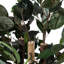 180cm Faux Banyan Tree in Freestanding