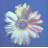 Daisy, c.1982 (blue on blue)-140850988