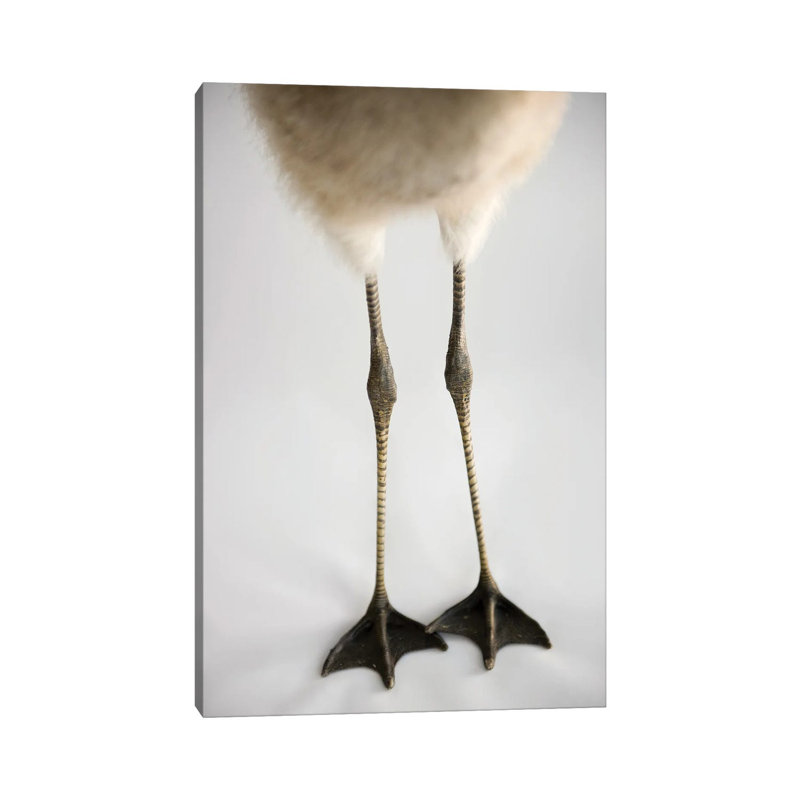 A Chilean Flamingo Chick's Feet At Houston Zoo by Joel Sartore - Gallery-Wrapped Canvas Giclée on Canvas, Canvas