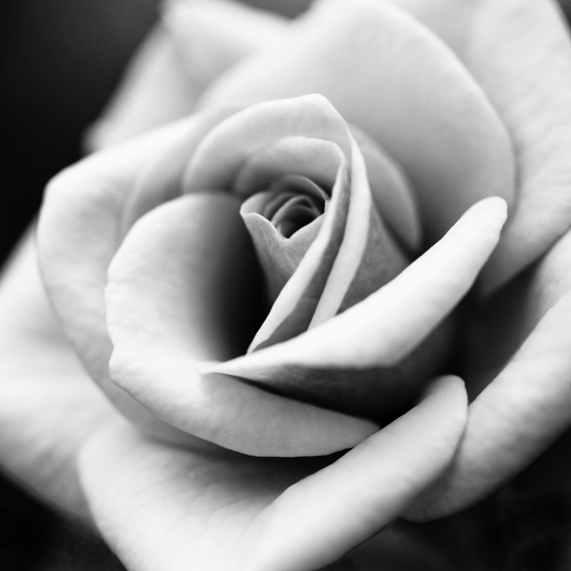 Macro fleur rose par Letty17, H 12 po x l 12 po