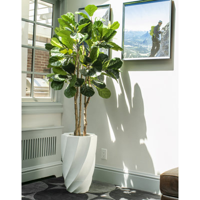 65.6'' Artificial Fiddle Leaf Fig Tree In A Shell Designed Fiberstone Planter
