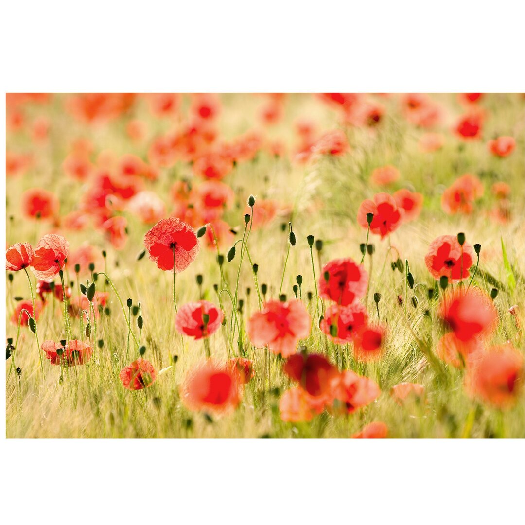 Halbglänzende Tapete Blumen Summer Poppies