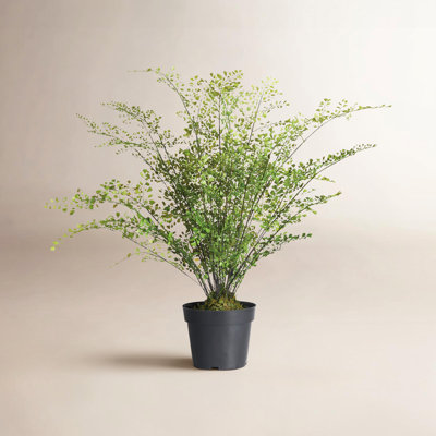 30" Fern Plant in Planter