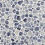Hydra 11.81 W X 11.81 L Tile