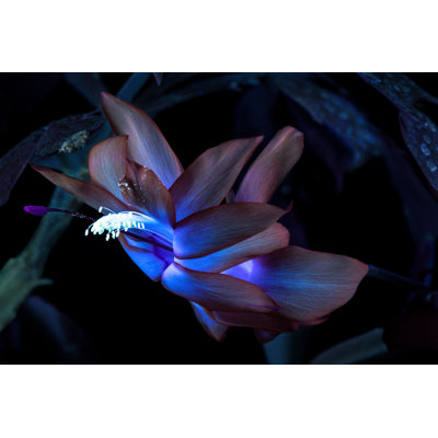Christmas Cactus - Wrapped Canvas Print