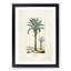 Illustration of a Date Palm Tree - Framed Print-55642025-55642026
