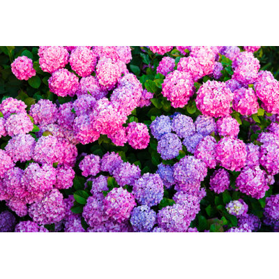 Kenija " Flowers Hydrangea " by Gdmoonkiller
