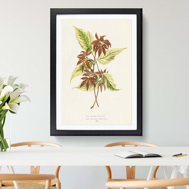 Boxelder Maple Leaf - Framed Print, Black Framed, 87cm H x 62cm W x 2cm D