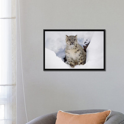 " Snow Leopard In Snow, Native To Asia " by Tim Fitzharris