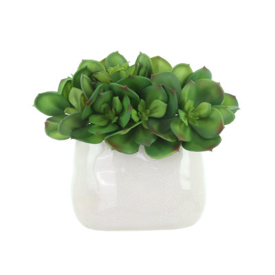 Succulent Arrangement in Ceramic Vase