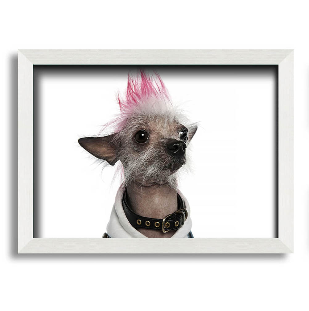 Gerahmtes Leinwandbild Chinese Crested Punk Dog