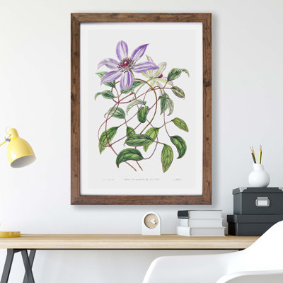 Violet Clematis Flowers - Framed Print