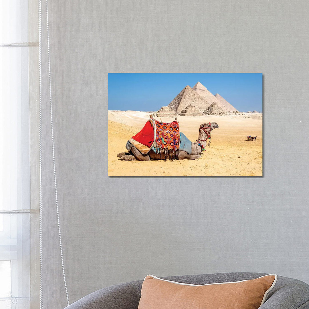 Camel Resting By The Pyramids, Giza, Egypt