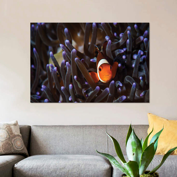 " A Clownfish " by Brook Peterson, 12" H x 18" W x 1.5" D, Wrapped Canvas, No Mat