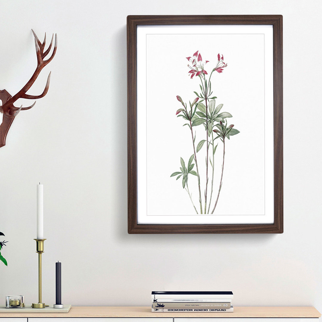 Lily of the Incas by Pierre-Joseph Redoute - Picture Frame Painting Print