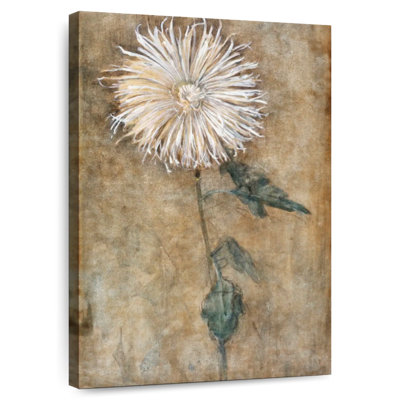 Chrysanthème 1900