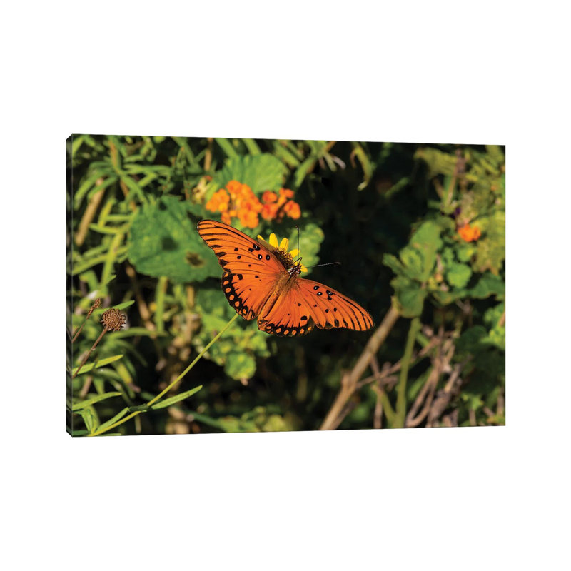 Gulf Fritillary (Agraulis Vanillae) Butterfly On Lantana Flowers by Larry Ditto - Wrapped Canvas Print