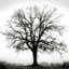 Fountain Oak Print by Cook Jamie-26774721-26774722