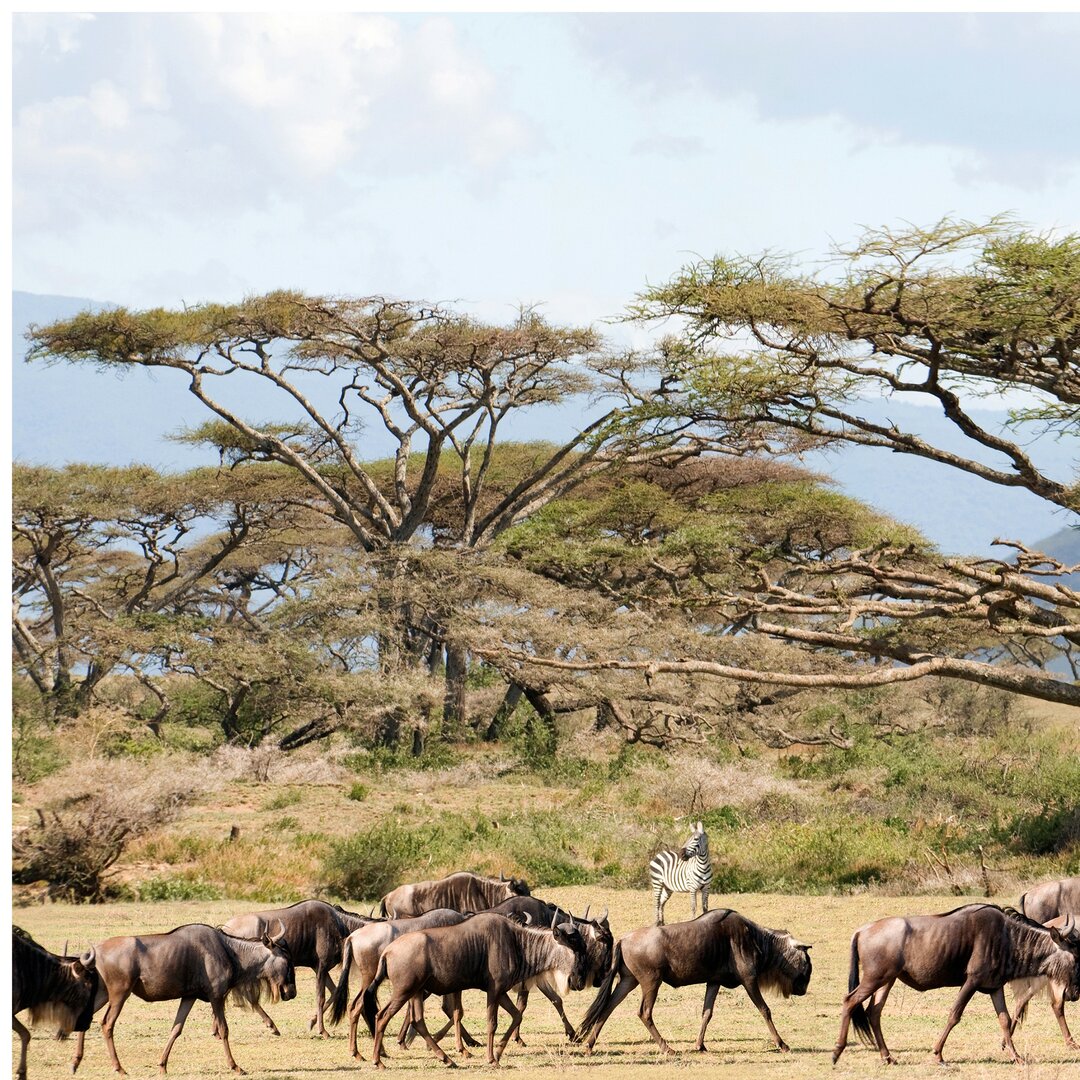 Strukturierte Fototapete Herd of Wildebeests