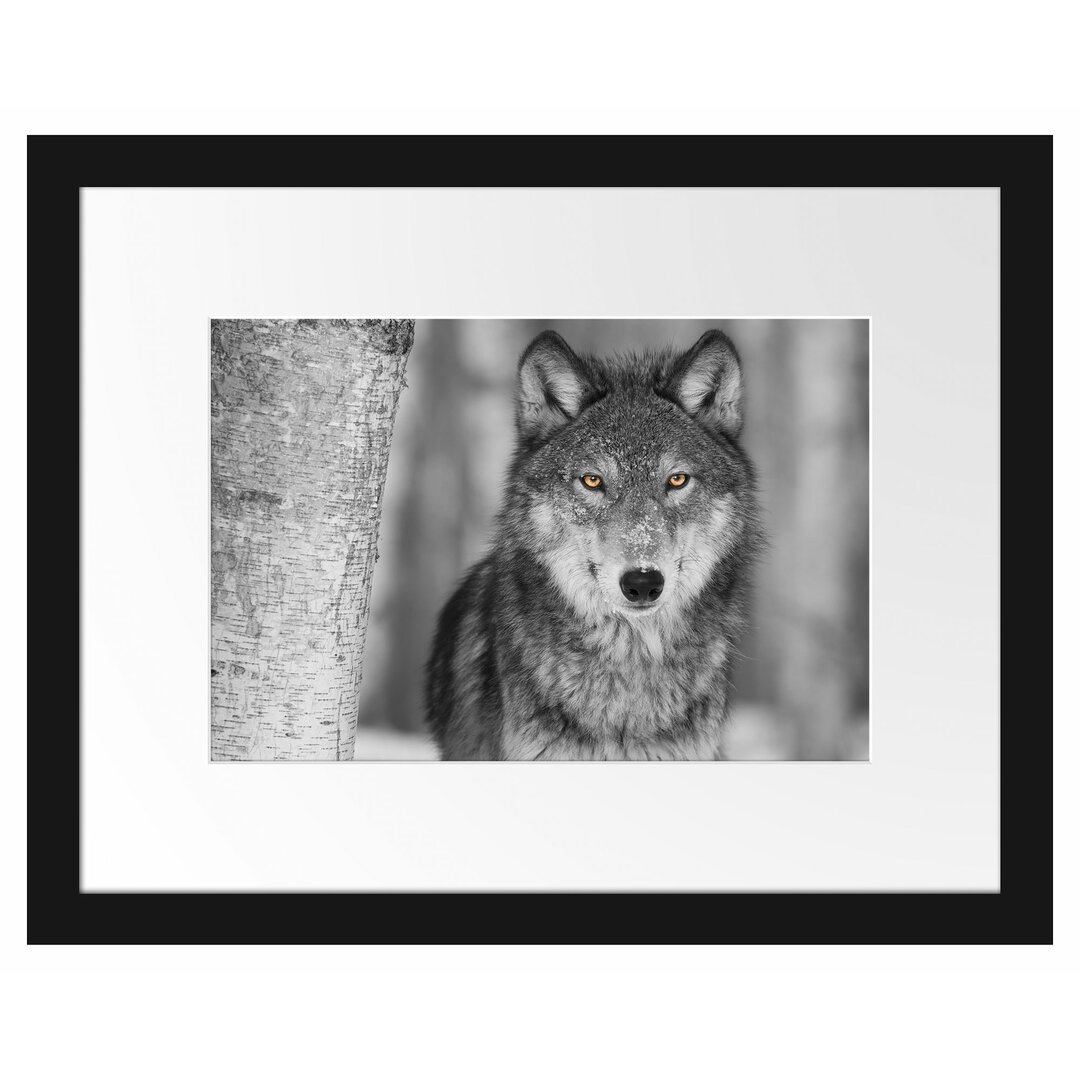 Gerahmtes Poster Wunderschöner wachsamer Wolf