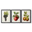 Fruit antique 8 - impression encadrée de qualité supérieure sur mesure mat - 3 pièces-130167275