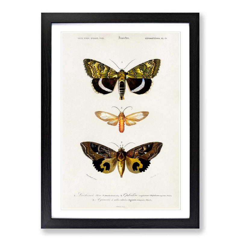 Moth Illustrations Pl.18 by Charles d' Orbigny - Picture Frame Painting Print, 48cm H x 36cm W x 2cm D, Black Framed