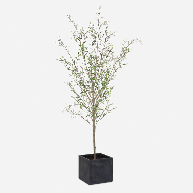 Abundance Potted Olive Tree