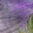 Premium Machine Washable Cerrito AMF513 Purple Rug-103833222