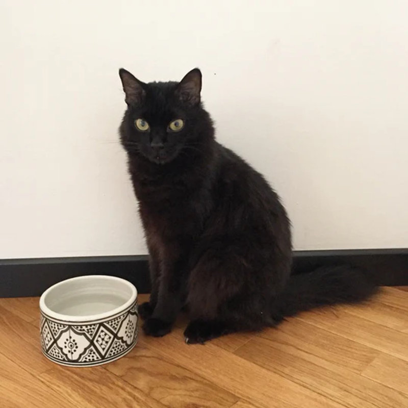 Bol pour animal de compagnie, gris, Petit (2 po)