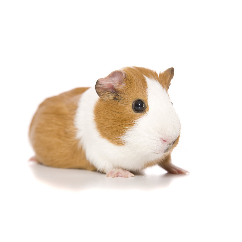 Cute Guinea Pig by Tap10 - No Frame Print on Canvas, 30cm H x 46cm W