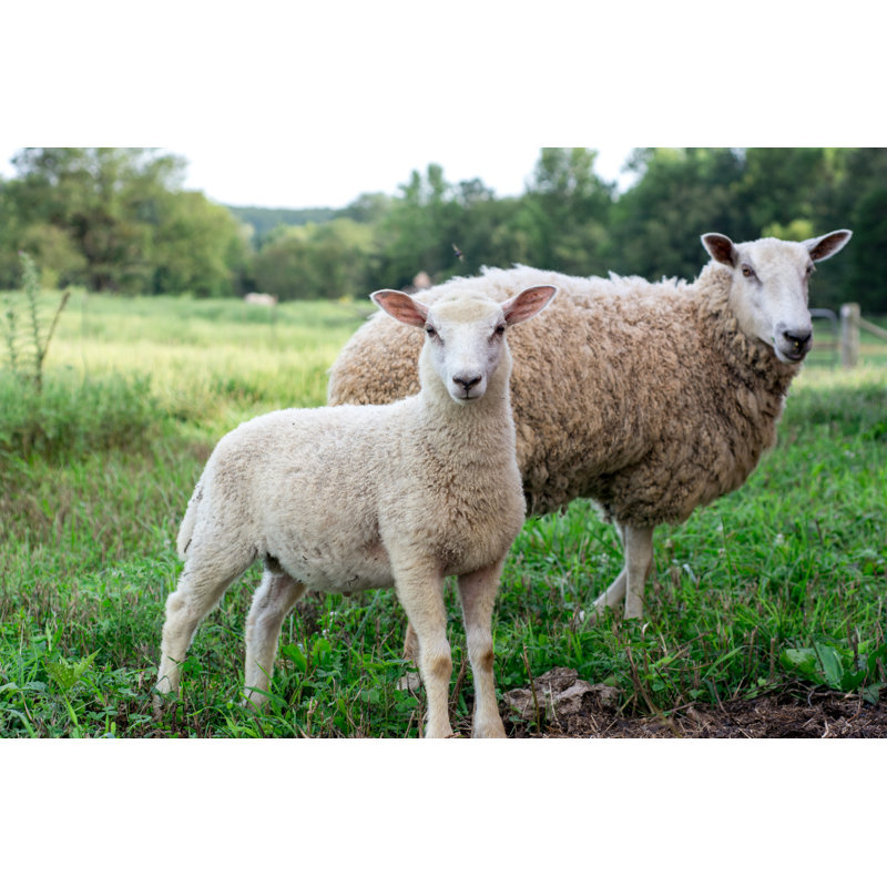 «Baby Lamb» par Jonathan Densford - photographie sur toile tendue, L 12 po x H 8 po