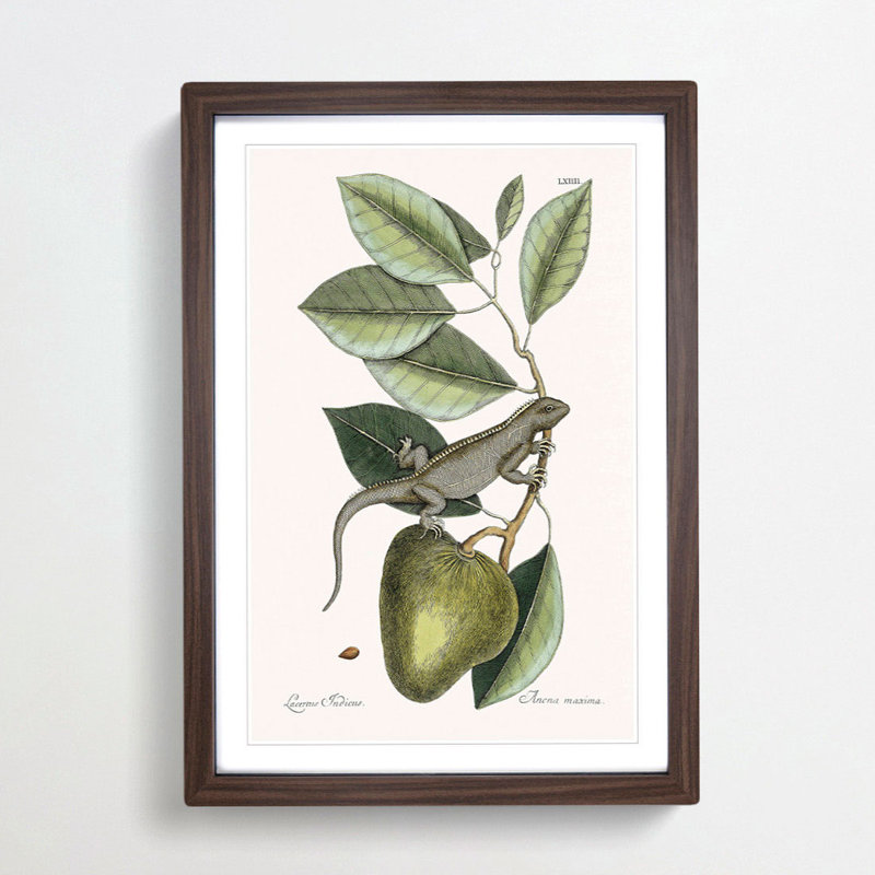 Lizard by Mark Catesby - Picture Frame Painting Print, 65cm H x 48cm W x 2cm D, Walnut Framed