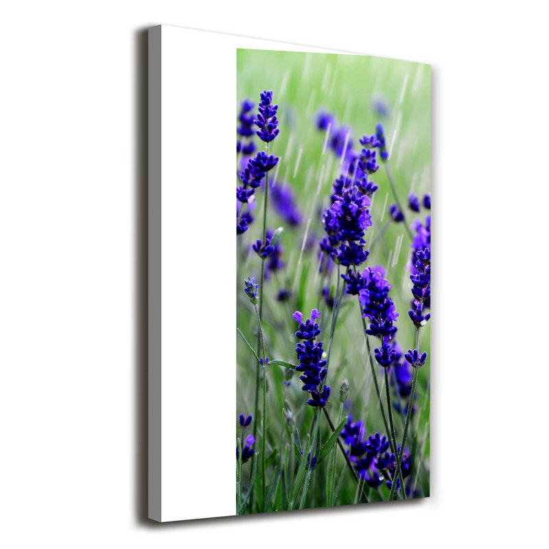 Lavender Field - Wrapped Canvas Print