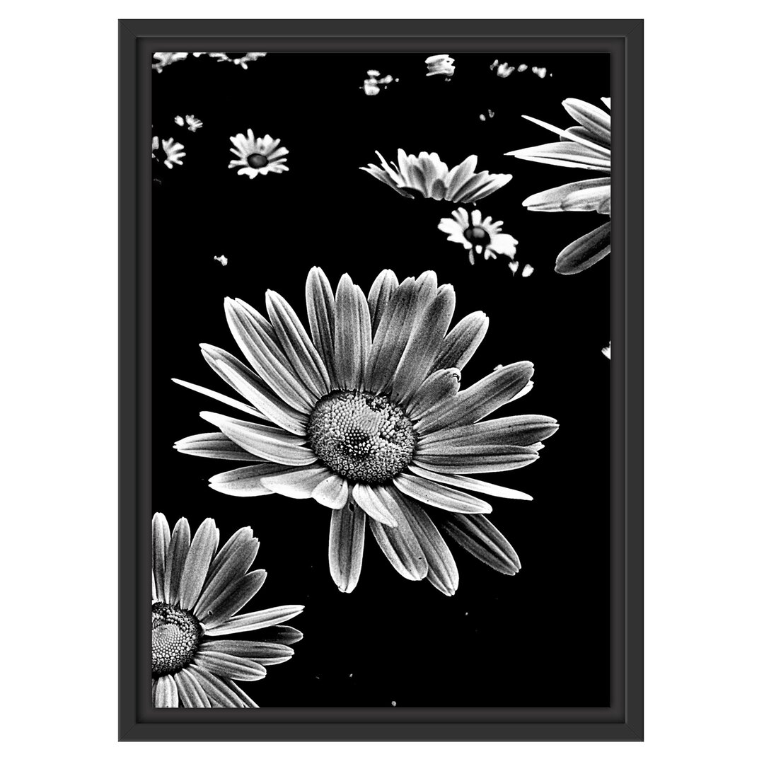 Gerahmtes Wandbild Dark Margeriten Blüten