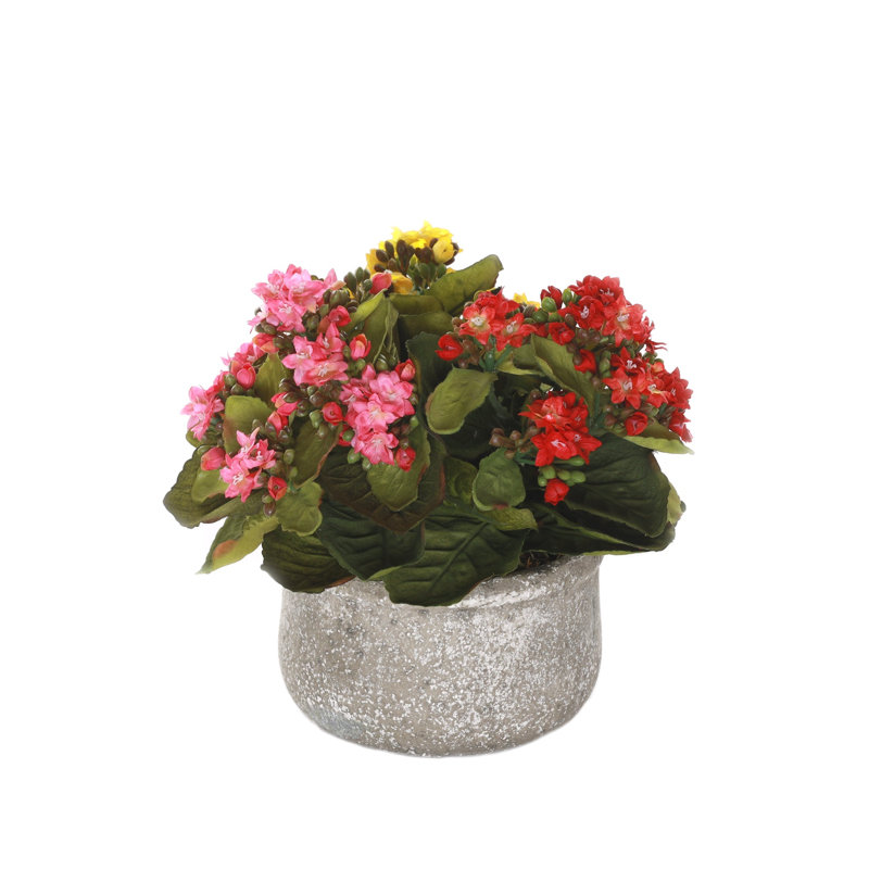 Kalanchoe Flower Bushes Red Rose Yellow in Stone Round Pot, Red/Yellow/Pink