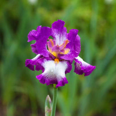 Morning Flower Iris Park - Wrapped Canvas Print
