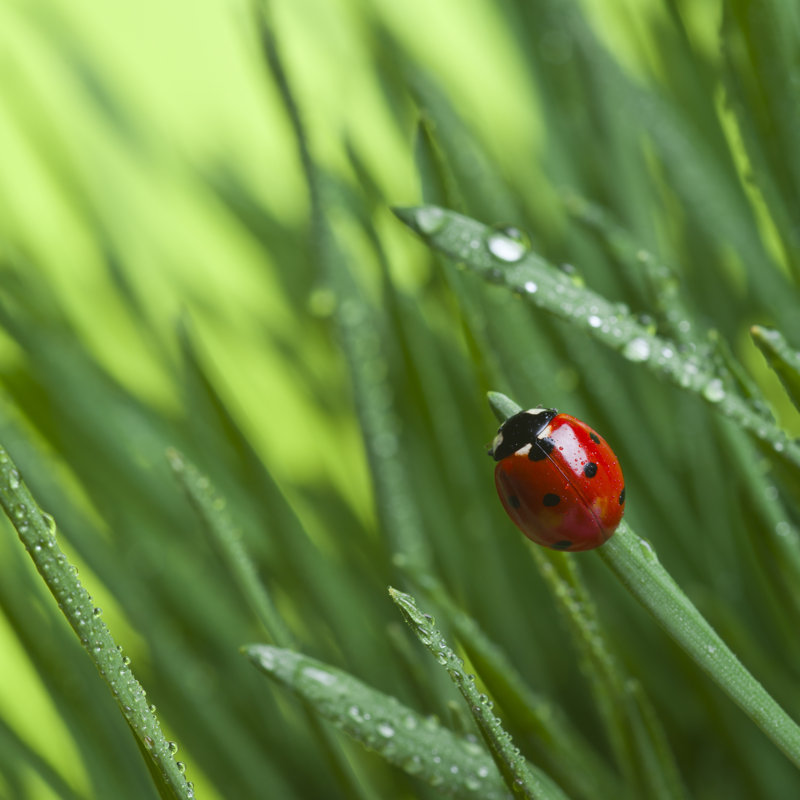 Ladybird On Grass - Wrapped Canvas Print, 30cm H x 30cm W x 3.8cm D