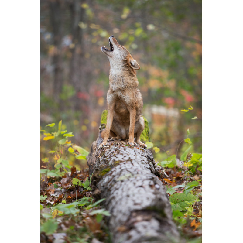 Howling Coyote by Jimkruger - No Frame Print on Canvas, 30cm H x 20cm W
