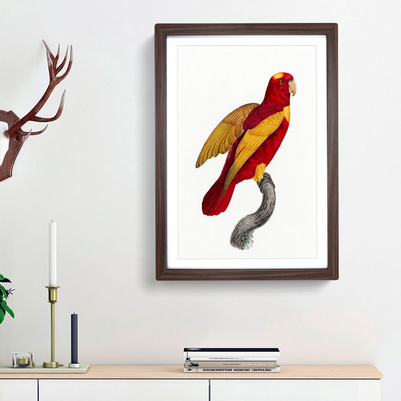 Red-and-Gold Lory by F. Levaillant - Picture Frame Painting Print, 36cm H x 27cm W x 2cm D, Walnut Framed
