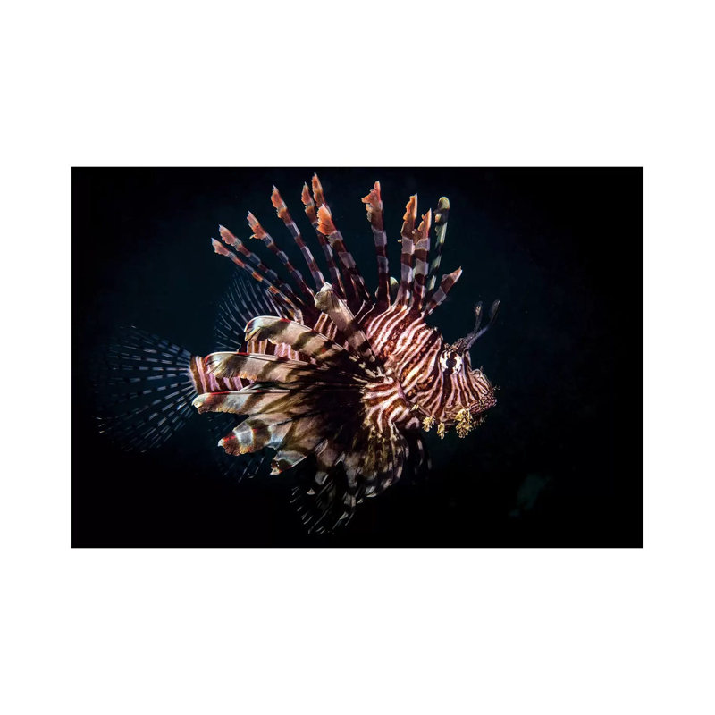 A Lionfish Portrait, Anilao, Philippines by Brook Peterson - Wrapped Canvas Print, 101.6 cm H x 66.04 cm W x 1.91 cm D