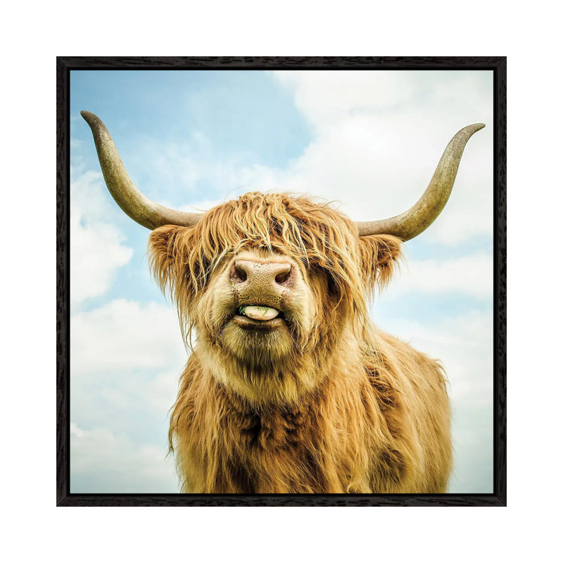 Highland Cow by Mark Gemmell - Print on Canvas, Black Framed, 66.04 cm H x 66.04 cm W