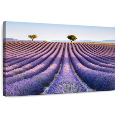 Alvord, champ de lavande, Provence