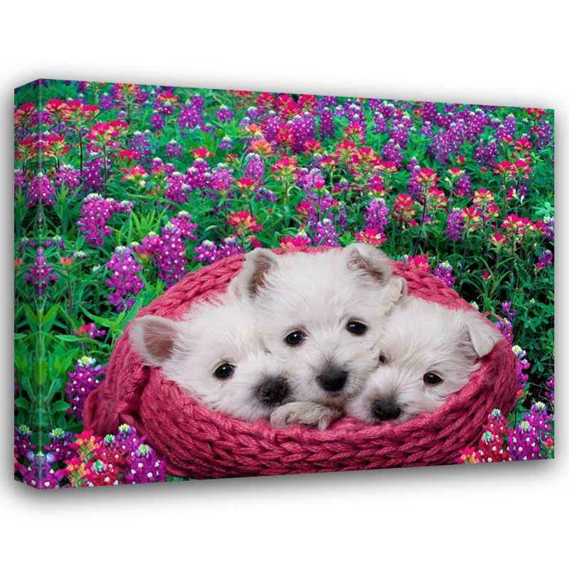 Art sur toile tendue par Latitude Gallery® Jaynes Gallery: chiots terrier blanc des Highlands de l'Ouest dans un panier