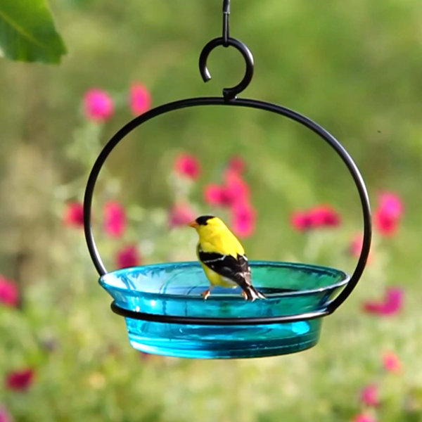 Latitude Run® Diederick Glass Hanging Tray Bird Feeder & Reviews | Wayfair