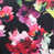 Black/Red Floral is out of stock