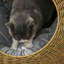 Nest Pet Bed