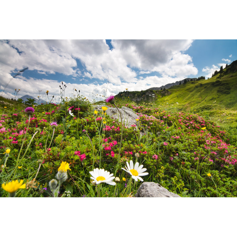 Summer Meadow by Landschaftsfoto, 32" H x 48" W